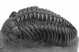 Huge Phacopid (Drotops) Trilobite - Excellent Eye Detail #230486-1